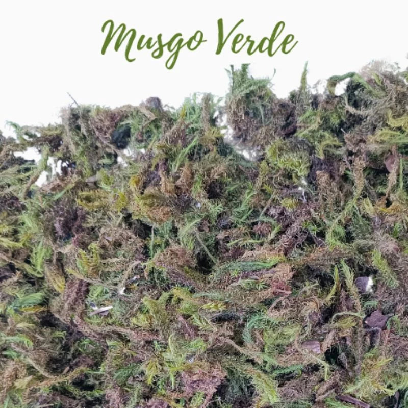 Musgo Verde Desidratado - 50g